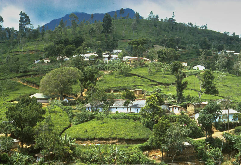 Tee aus Nepal und Ceylon 2