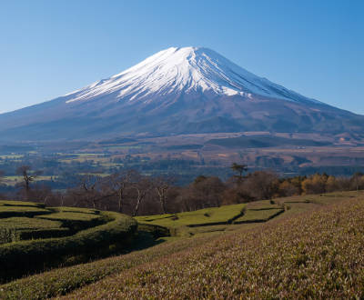 Das beigefügte Bild zeigt Teegärten in der Nähe des Fuji-Berges.
