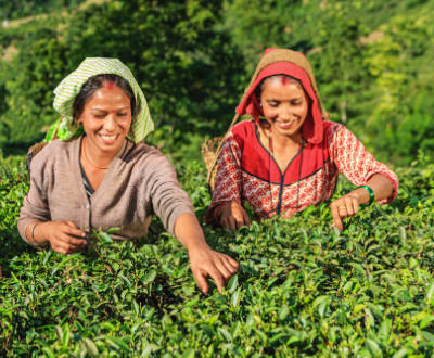 Das beigefügte Bild zeigt indische Teepflückerinnen bei ihrer Arbeit.