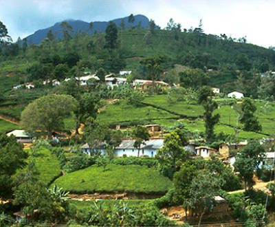 Das beigefügte Bild zeigt einen Teegarten in Nepal.