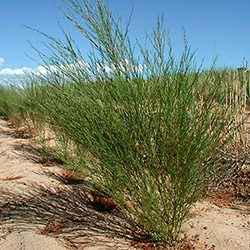 suedafrika-suedamerika-btn